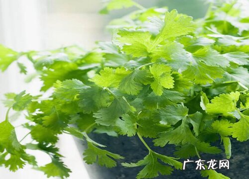 香菜需要每天浇水吗