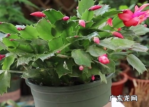 蟹爪兰嫁接仙人掌多久能活 什么时候嫁接成活率最高