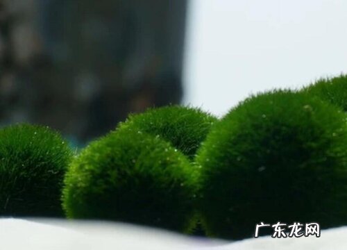 如何快速养出绿藻不长褐藻 如何快速培养绿藻