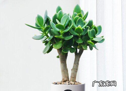 玉树用高盆还是矮盆好 玉树用大盆好还是小盆