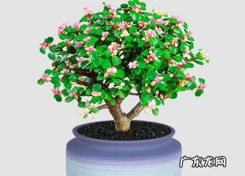 玉树用高盆还是矮盆好 玉树用大盆好还是小盆