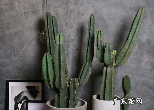 龙神木和量天尺哪个好养更好看 有什么区别