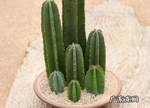 龙神木和量天尺哪个好养更好看 有什么区别