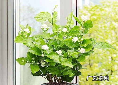 网购回来的茉莉花怎么种 新买茉莉花的栽种方法