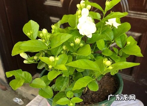 网购回来的茉莉花怎么种 新买茉莉花的栽种方法