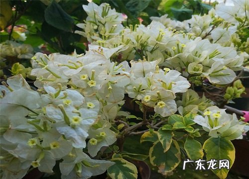 白雪公主三角梅勤花吗什么时候开花