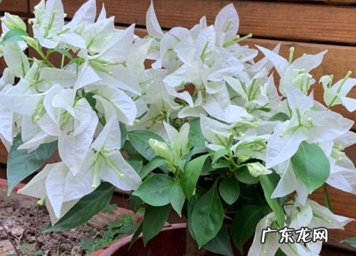 白雪公主三角梅勤花吗什么时候开花