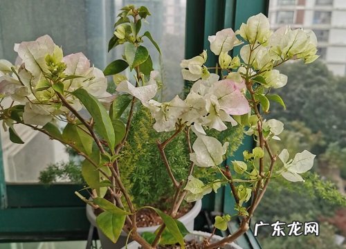 白雪公主三角梅勤花吗什么时候开花