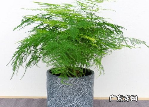 小窍门 文竹如何才能养好 文竹怎么养才茂盛