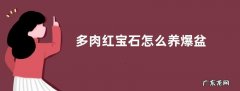 多肉红宝石怎么养爆盆