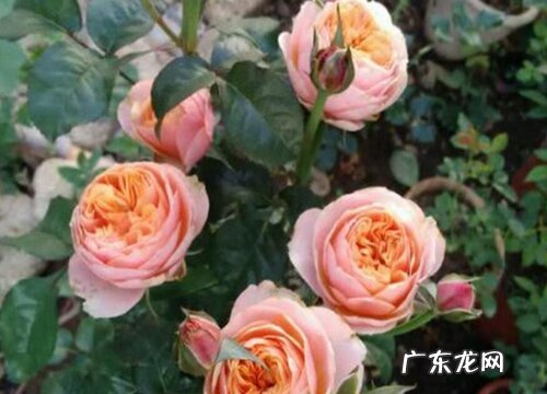 温柔珊瑚心月季的优缺点 月季温柔珊瑚心长得快吗