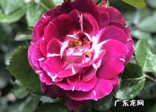 芬芳宝石月季的优缺点 介绍芬芳宝石特性