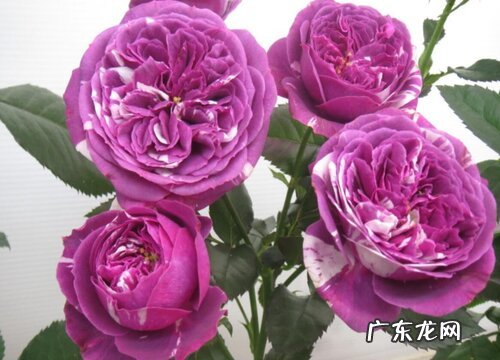 芬芳宝石月季的优缺点 介绍芬芳宝石特性