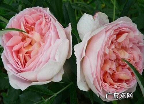亚伯拉罕月季的优缺点 抗病性怎么样