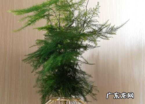 文竹能淋雨吗 下雨天可以淋雨吗