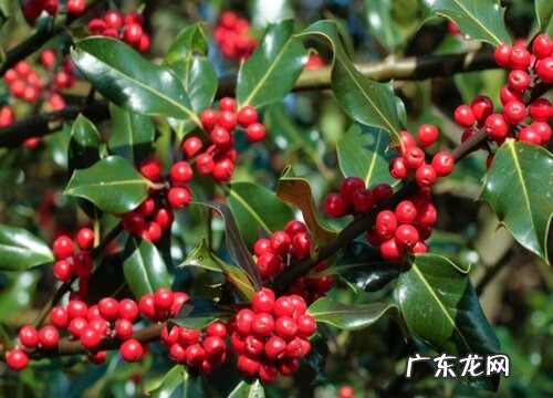 冬青耐寒最低温度是多少 冬青冬天最低抗寒多少度