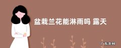盆栽兰花能淋雨吗 露天养兰花能让雨水淋吗