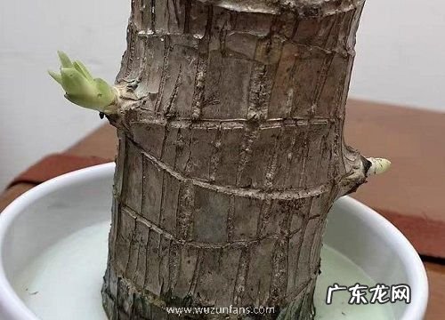 巴西木营养液怎么用 多久加一次营养液