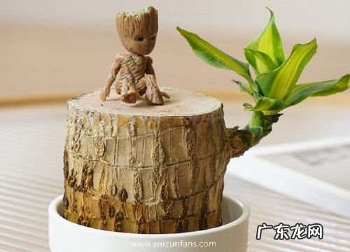 巴西木营养液怎么用 多久加一次营养液