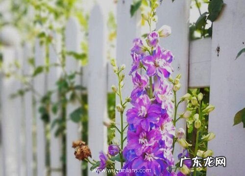 大花飞燕草喜阳还是喜阴 喜阳光还是耐阴植物