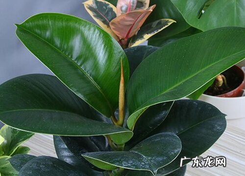 橡皮树喜阳还是喜阴 属于耐阴还是耐太阳植物