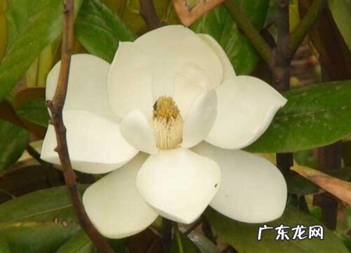 橡皮树喜阳还是喜阴 属于耐阴还是耐太阳植物