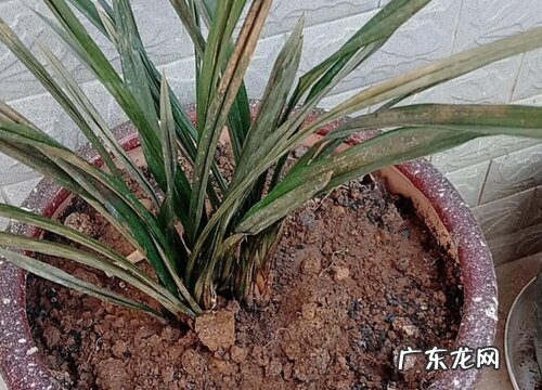 惠兰什么时候换盆好