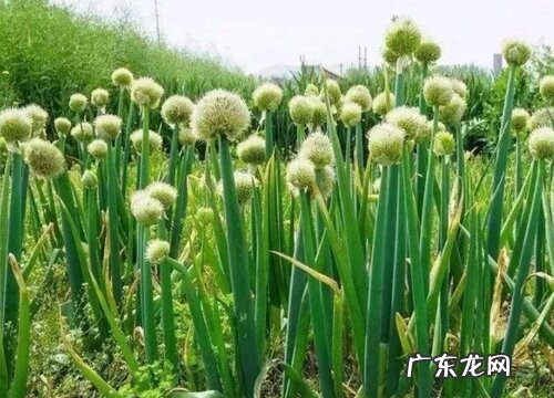 大葱开花后怎么处理 种的葱开花了怎么办