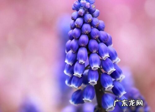 葡萄风信子开花后怎么处理 开完花以后需要起球吗