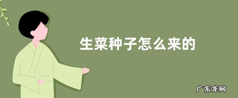 生菜种子怎么来的
