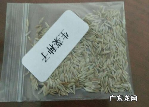 生菜种子怎么来的
