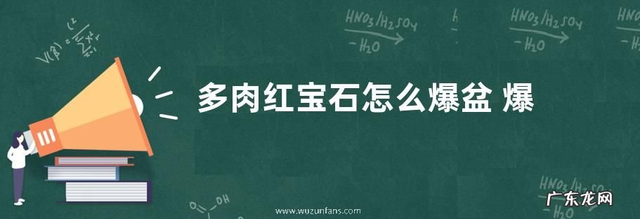 多肉红宝石怎么爆盆 爆盆方法