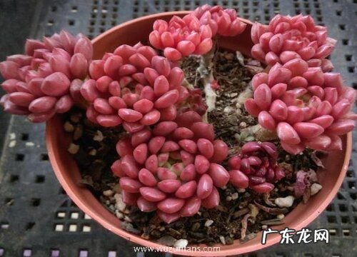 多肉红宝石怎么爆盆 爆盆方法