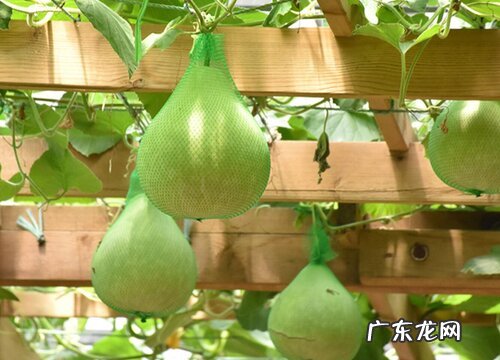 葫芦喜阴还是喜阳光的植物