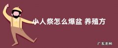 小人祭怎么爆盆 养殖方法和注意事项