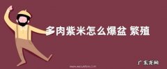多肉紫米怎么爆盆 繁殖爆盆养殖方法