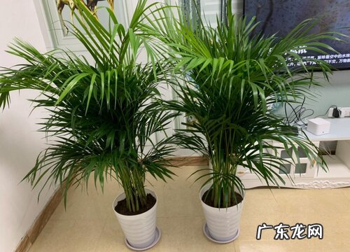 凤尾竹可以放客厅吗 家里养凤尾竹好不好
