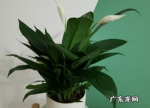 白掌可以晒太阳吗 能在太阳底下晒吗