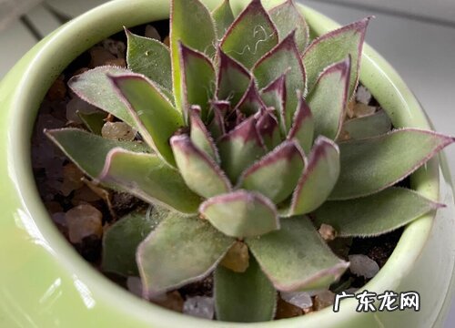 适合冬季扦插的植物