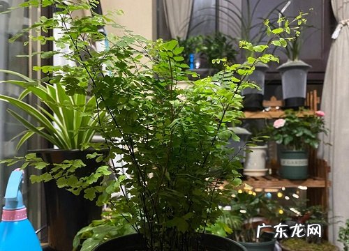 卧室干燥适合养什么花加湿