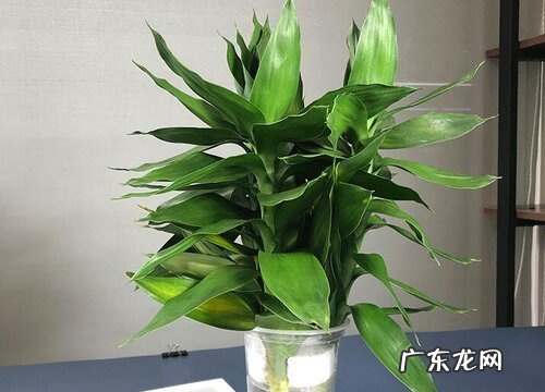 富贵竹可以晒太阳吗 可以在太阳下晒吗