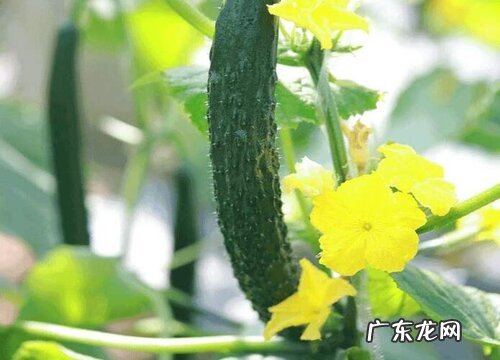 黄瓜是什么形状的表面物体 黄瓜外形特征及颜色特点