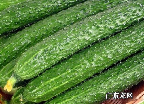 黄瓜是什么形状的表面物体 黄瓜外形特征及颜色特点