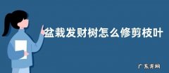盆栽发财树怎么修剪枝叶 修剪时间与方法