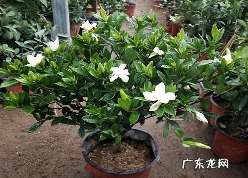 栀子花可以晒太阳吗 怕阳光直射吗