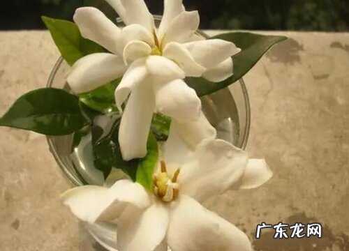 枝枝花好养吗 养护方法和注意事项