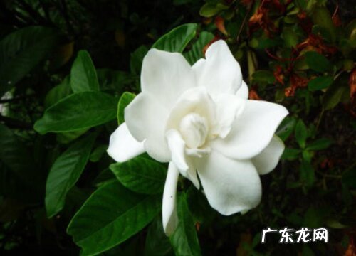 枝枝花好养吗 养护方法和注意事项