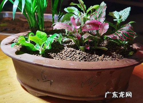 网纹草好养吗 养殖方法和注意事项
