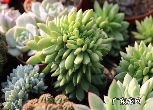 多肉植物喜阴还是喜阳光的植物