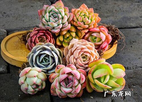 多肉植物喜阴还是喜阳光的植物